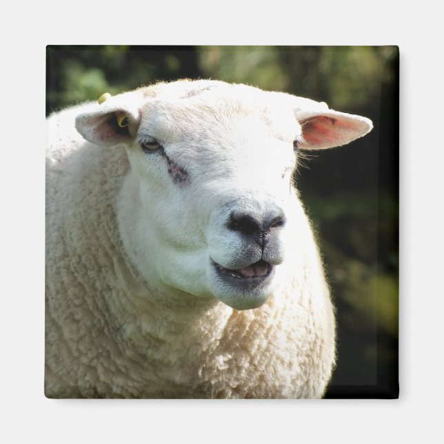 THE RAM MAGNET (Front)