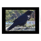 the Raven (Front Horizontal)