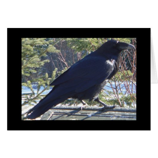 the Raven Cards (Front Horizontal)