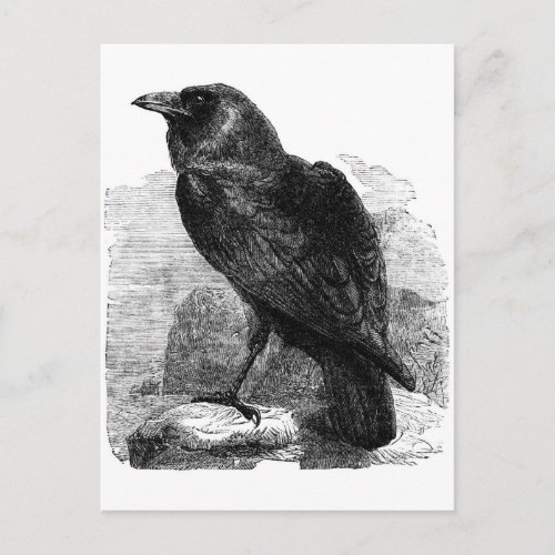 The Raven Postcard