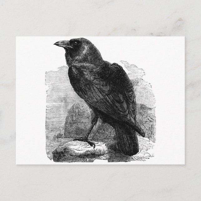The Raven Postcard (Front)