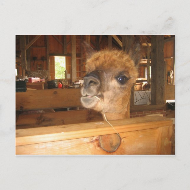 "the real money's in alpacas" postcard (Front)