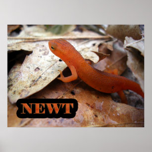 The Real Newt Poster
