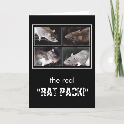 The real RAT PACK _ rat greeting card
