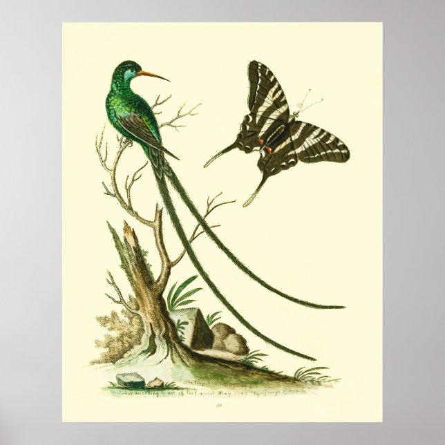 The Red-billed Streamertail Hummingbird Poster (Front)