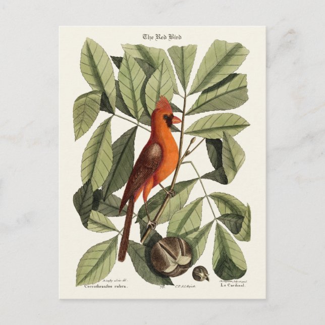 The Red Bird Postcard (Front)