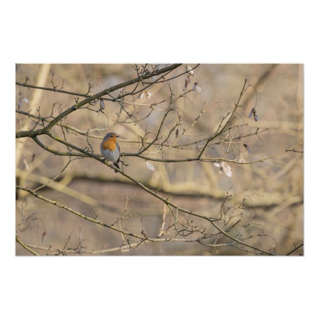 the red bra, golden light poster (Front)