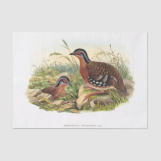 The red-breasted partridge Decoupage Tissue Paper