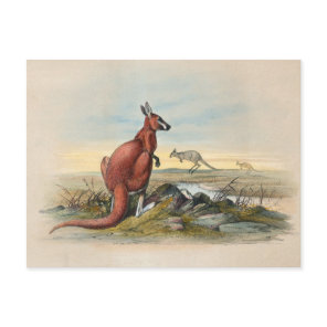 The Red Kangaroo by Joseph Wolf Postcard