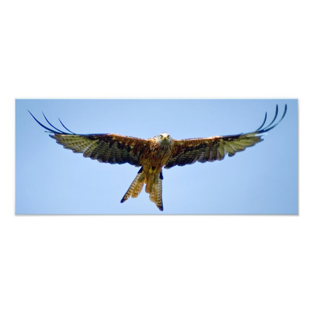 The Red Kite Photo Print (Front)