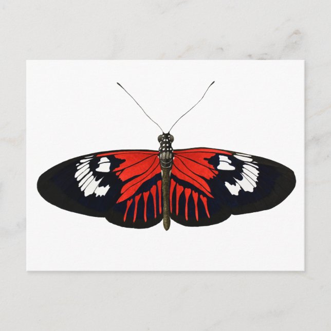The Red Postman Butterfly Postcard (Front)