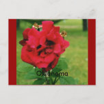 The Red Rose Postcard at Zazzle