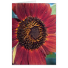The Red Sunflower -All Occasion Cards