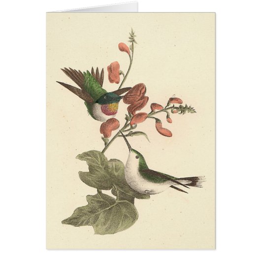 The Red-throated or Ruby-throated Hummingbird Cards (Front)