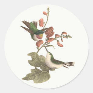 The Red-throated or Ruby-throated Hummingbird Classic Round Sticker