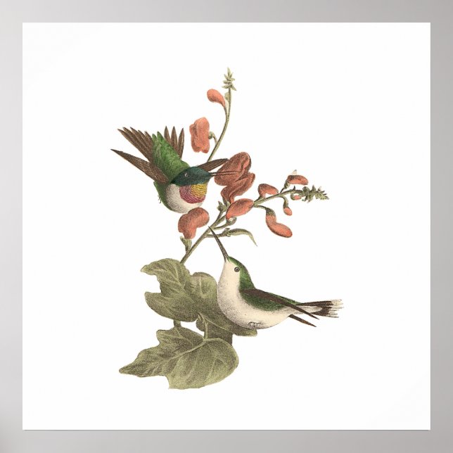 The Red-throated or Ruby-throated Hummingbird Poster (Front)