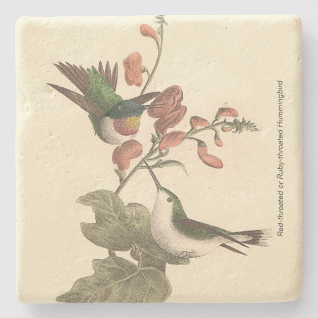 The Red-throated or Ruby-throated Hummingbird Stone Coaster (Front)