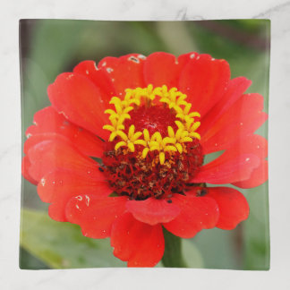 The Red Zinnia Trinket Tray
