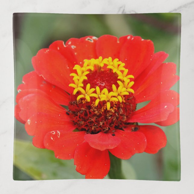 The Red Zinnia Trinket Tray (Front)