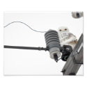 The Regal Snowy - 8x10 Photo Print