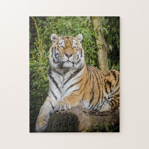 The Regal Tiger Photo Puzzle with Gift Box