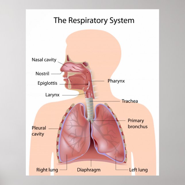 The respiratory system labeled print (Front)