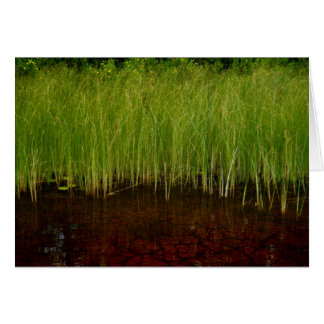 The Ridges Sanctuary Cards