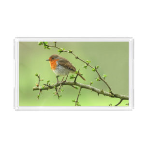 The Robin Acrylic Tray