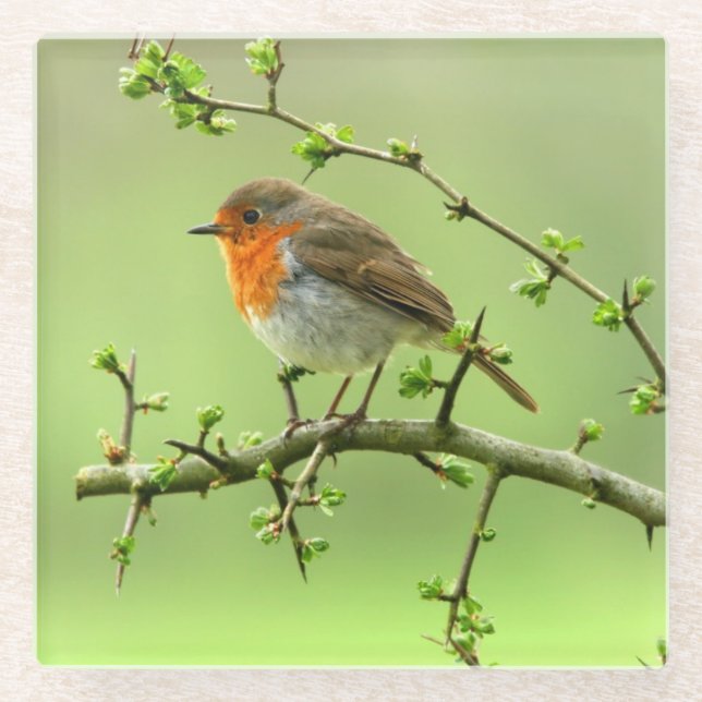 The Robin Glass Coaster (Front)