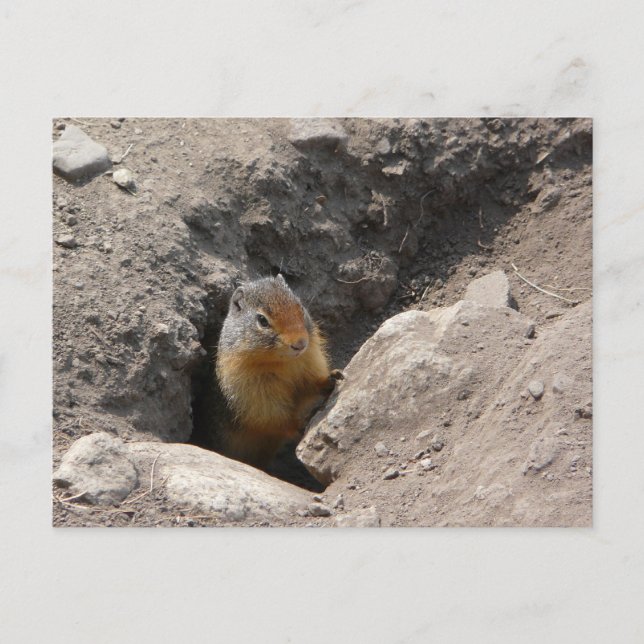 The Rodent Creature Emerges Postcard (Front)