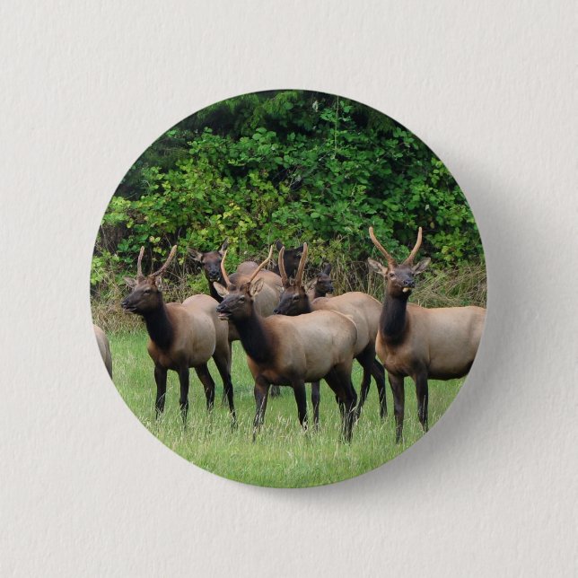 The Roosevelt Elk Herd Button (Front)
