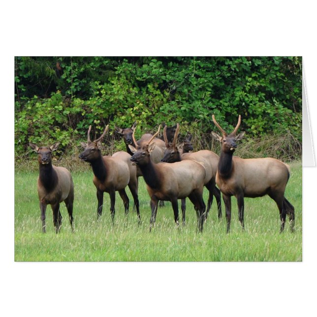The Roosevelt Elk Herd Cards (Front Horizontal)