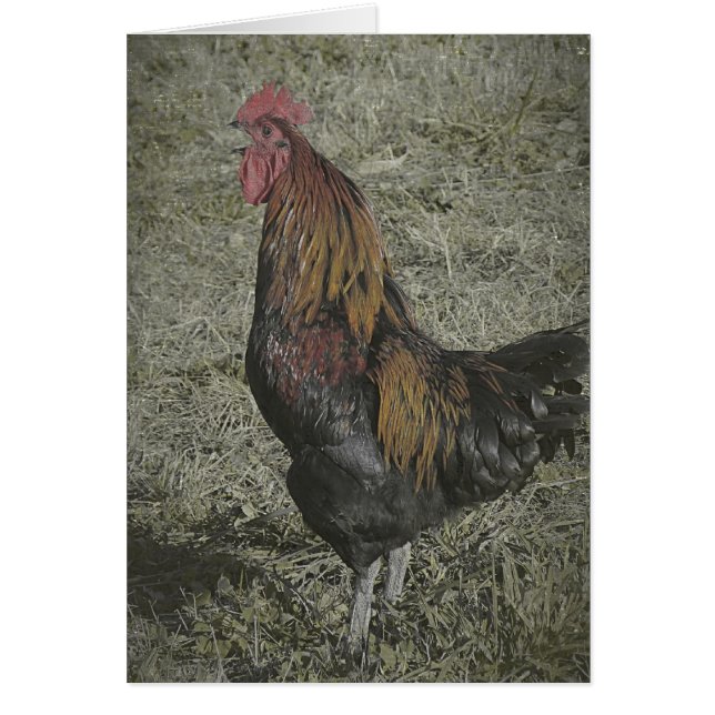 The Rooster Crows Cards (Front)