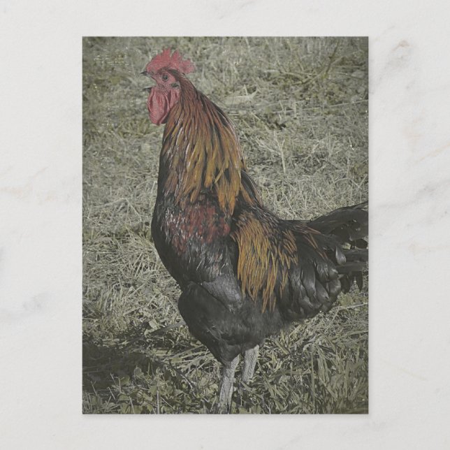 The Rooster Crows Postcard (Front)