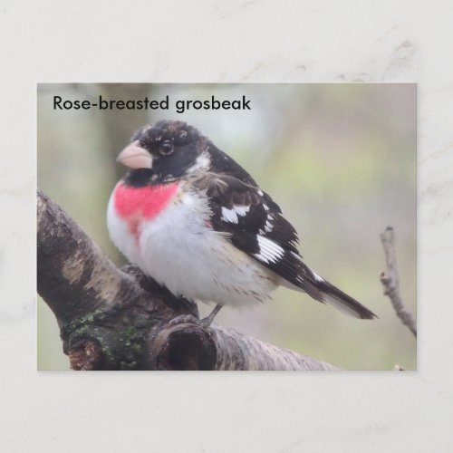 The rose_breasted grosbeak postcard