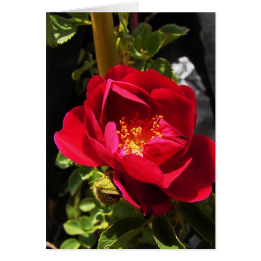 the rose cards (Front)