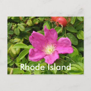 The Rose Postcard