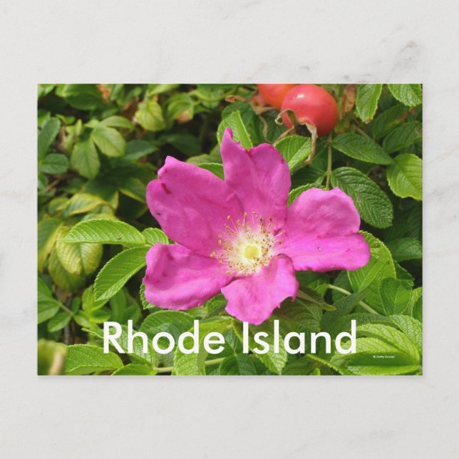 The Rose Postcard (Front)