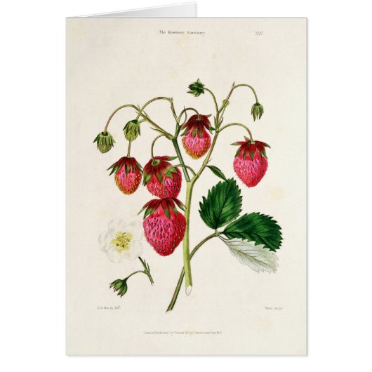 The Roseberry Strawberry, engraved by Watte (Front)