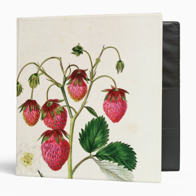 The Roseberry Strawberry, engraved by Watte 3 Ring Binder (Front/Inside)