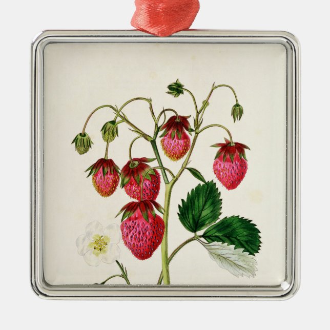 The Roseberry Strawberry, engraved by Watte Metal Ornament (Front)