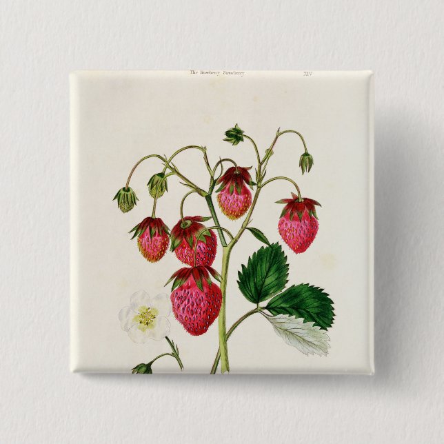 The Roseberry Strawberry, engraved by Watte Pinback Button (Front)
