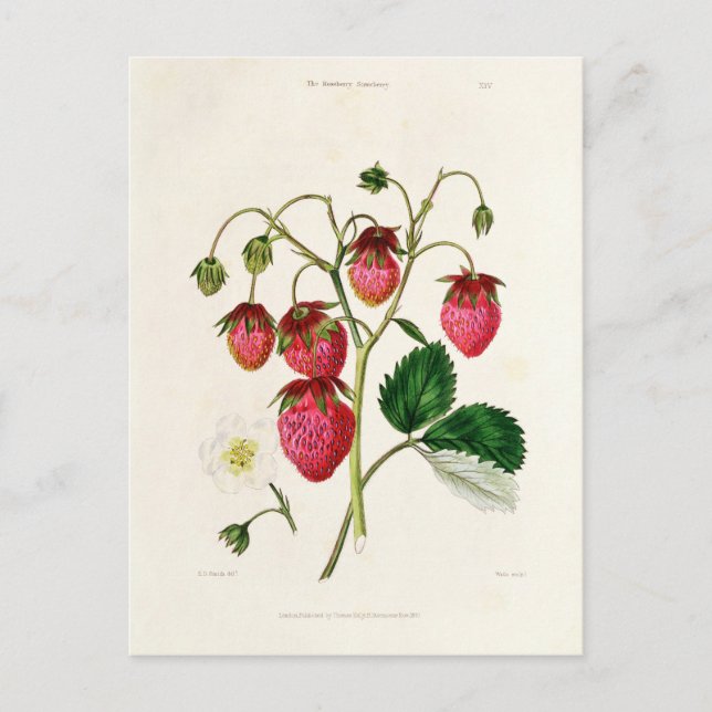 The Roseberry Strawberry, engraved by Watte Postcard (Front)