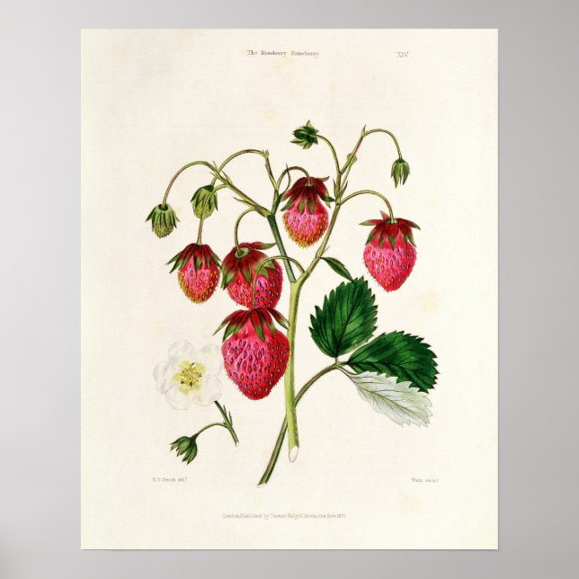 The Roseberry Strawberry, engraved by Watte Poster (Front)