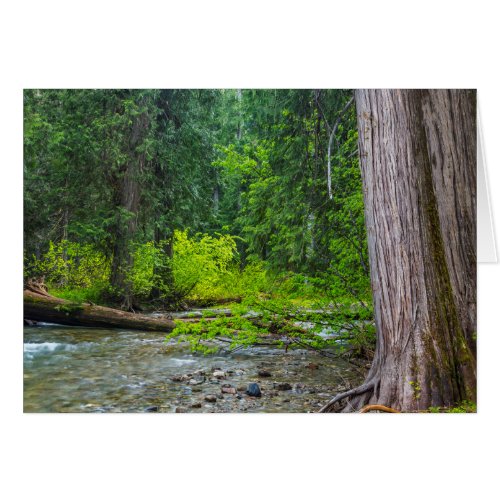 The Ross Creek Cedars Scenic Area