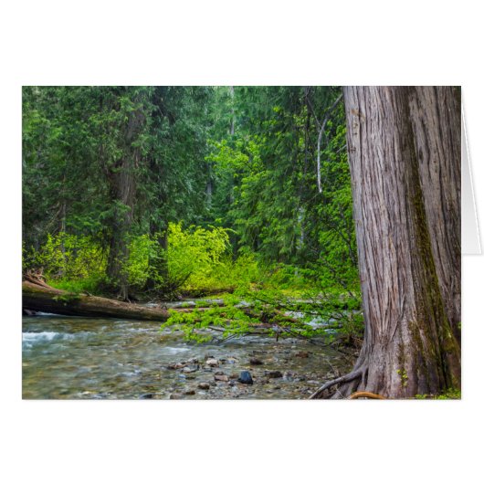 The Ross Creek Cedars Scenic Area (Front Horizontal)