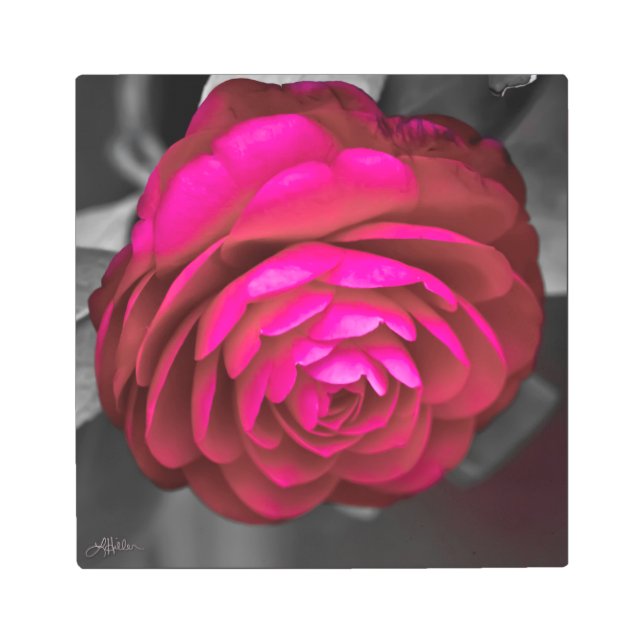 The Rosy Camellia  Metal Print (Front)