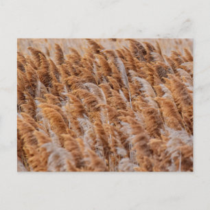 The Rushes of Antelope Island, Utah Postcard