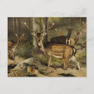 The Rustic Antler Deer Zoological Postcard