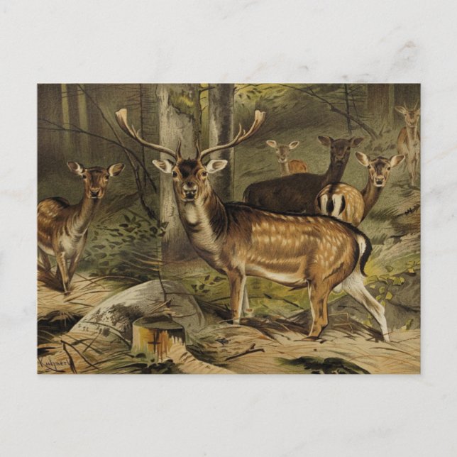 The Rustic Antler Deer Zoological Postcard (Front)